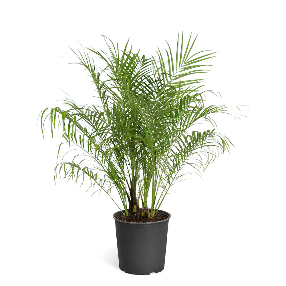 Pygmy Date Palm