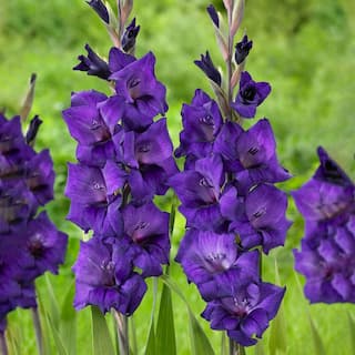 Garden State Bulb 12 cm14 cm Purple Flora Gladiolus Flower Bulbs (Bag of 60) ECS-174-60-02