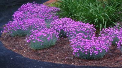 Classy Groundcovers - Border Pinks 'Fire Witch' Cheddar Pinks {25 Pots - 3 1/2 inch Square}