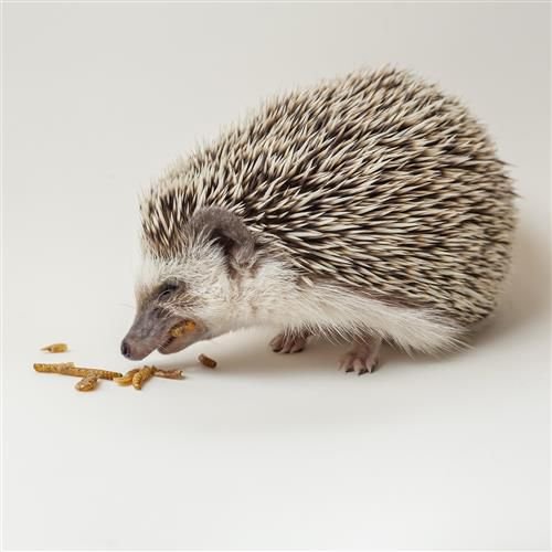 Exotic Nutrition Hedgehog Variety Pack Small Pet Treats