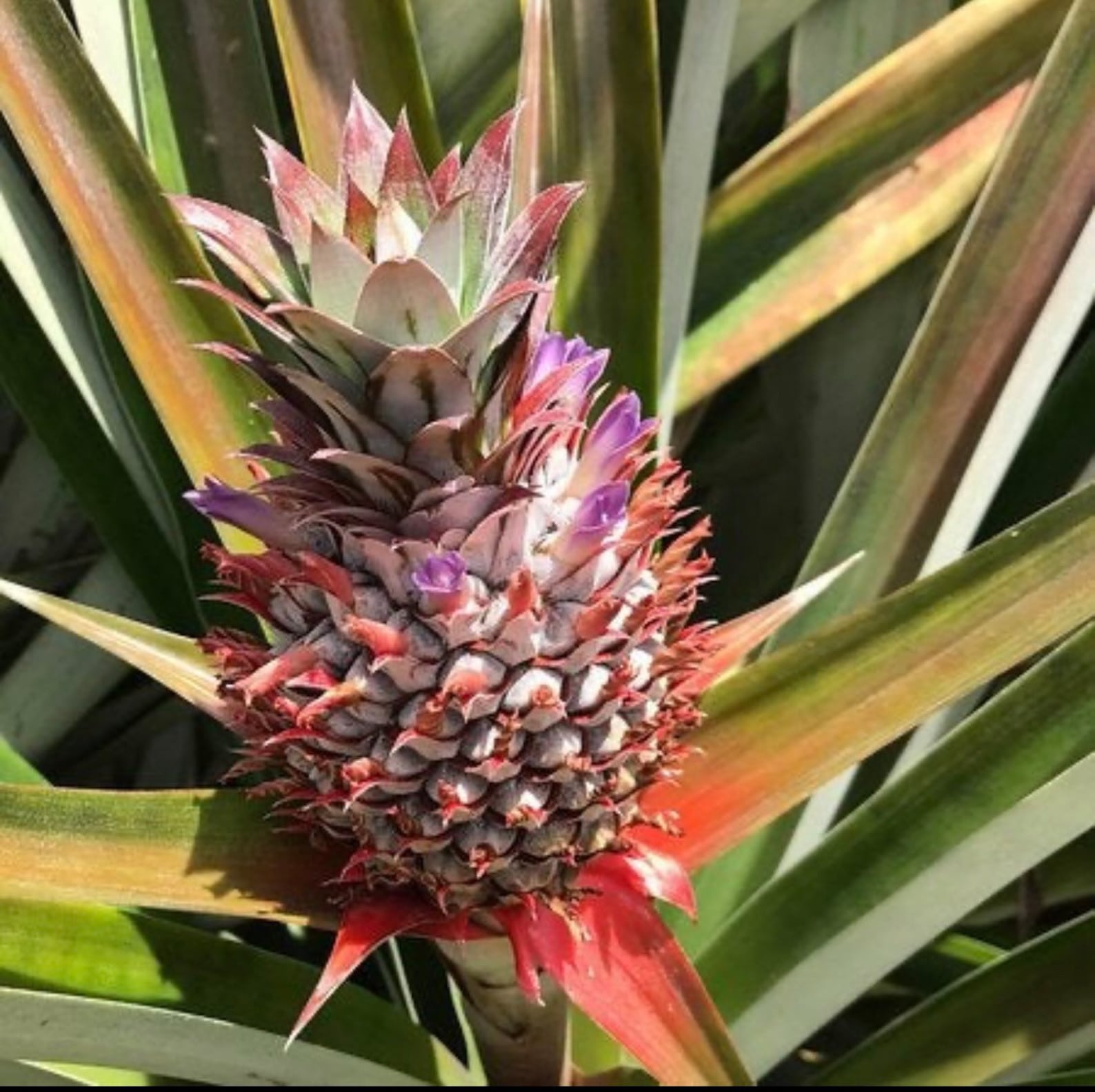 Sugarloaf Pineapple (Kona Sugarloaf) - Ananas comosus - Live Plant