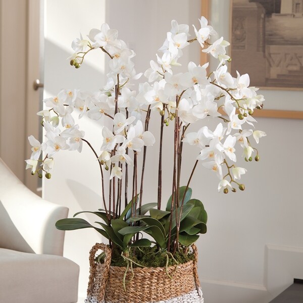 Phalaenopsis Orchid DropIn 36 with Root Ball