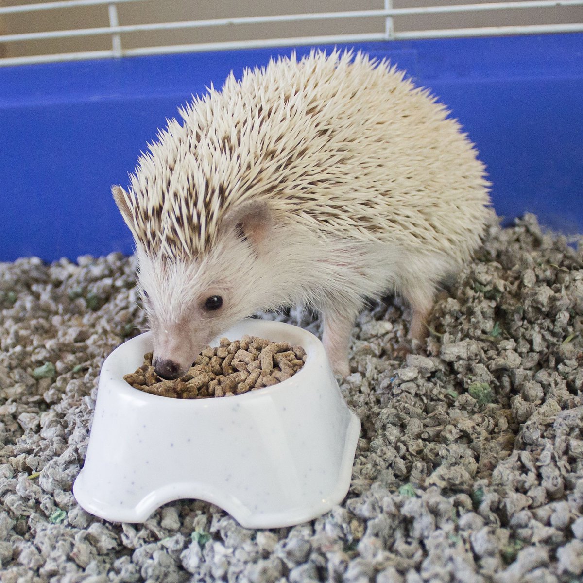 Vitakraft VitaSmart Wholesome Nutrition Natural Pelleted Hedgehog Food