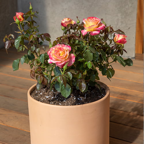 True Bloom by Altman Plants 8QT True Sincerity Live Rose