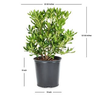 FLOWERWOOD 9.25 in. Pot - Green Pittosporum Evergreen Shrub Glossy Green Foliage 47853FL