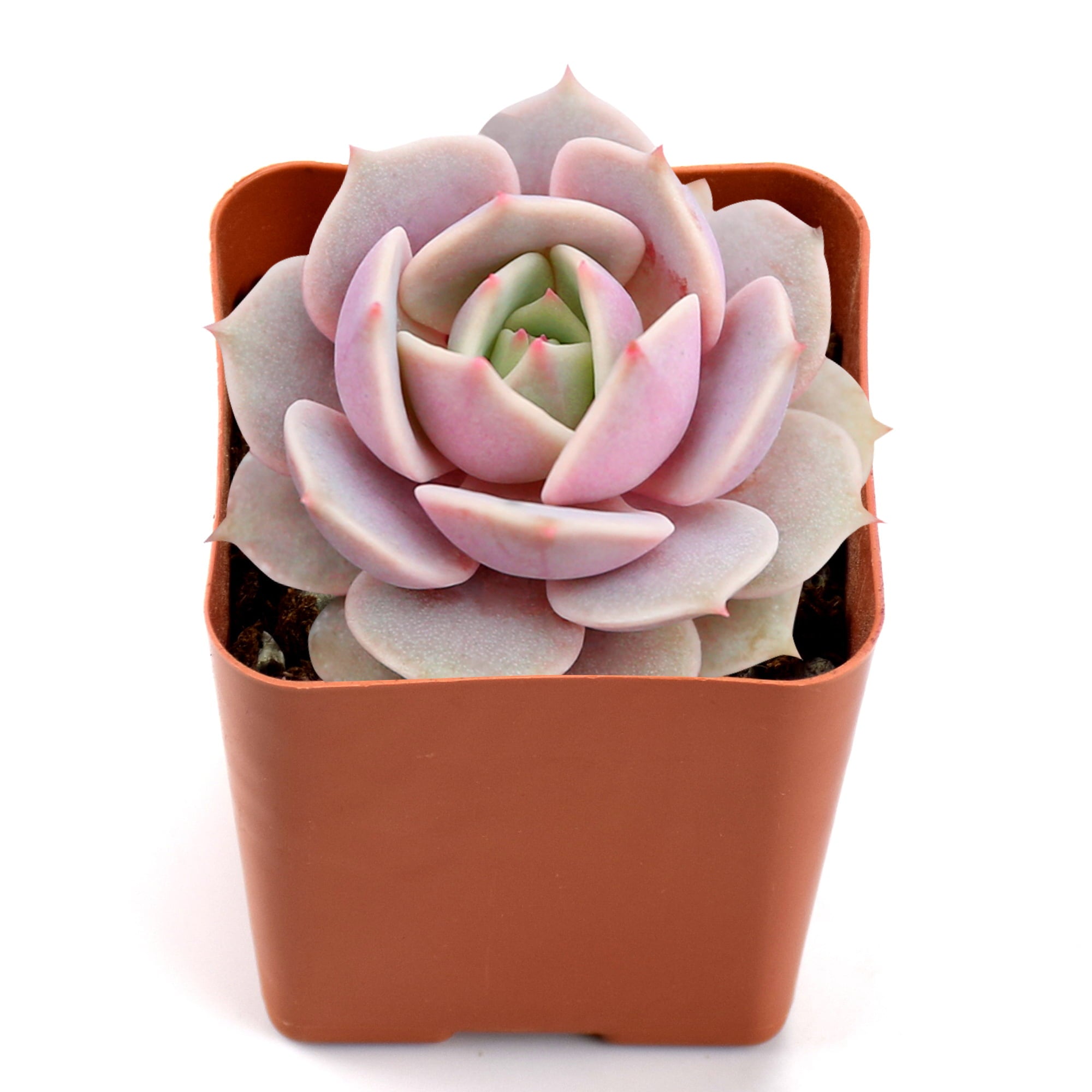 Succulent Live Plant - Echeveria Lola - Home Garden Rare Plant in 2” Planter