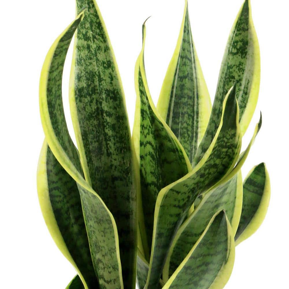 national PLANT NETWORK 6 in. Sanseveria Laurentii Snake Plant in 7 in. Semi Matte Stone Hyde Container HD4700