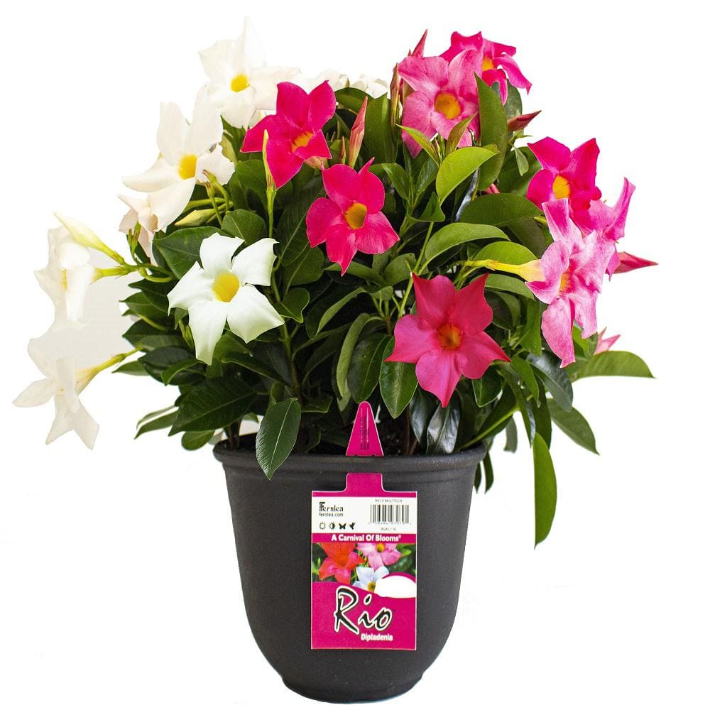 Rio 0.9 Gal. (#9) Patio Pot Dipladenia Flowering Annual Shrub with Mixed Blooms 1001319361