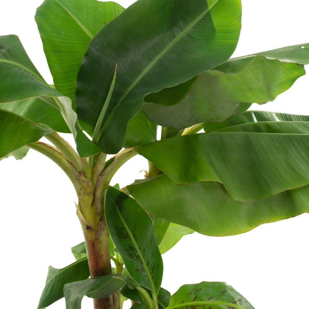 national PLANT NETWORK 10 In. Dwarf Banana Cavendish Houseplant +in Grower Container