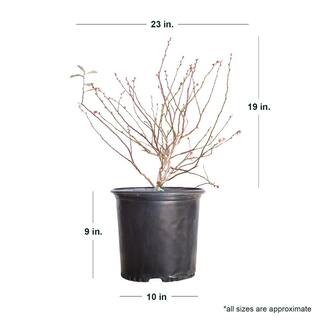 FLOWERWOOD 2.5 Gal - Tifblue Blueberry (Rabbiteye) Bush - Fruit-Bearing Shrub 56763FL