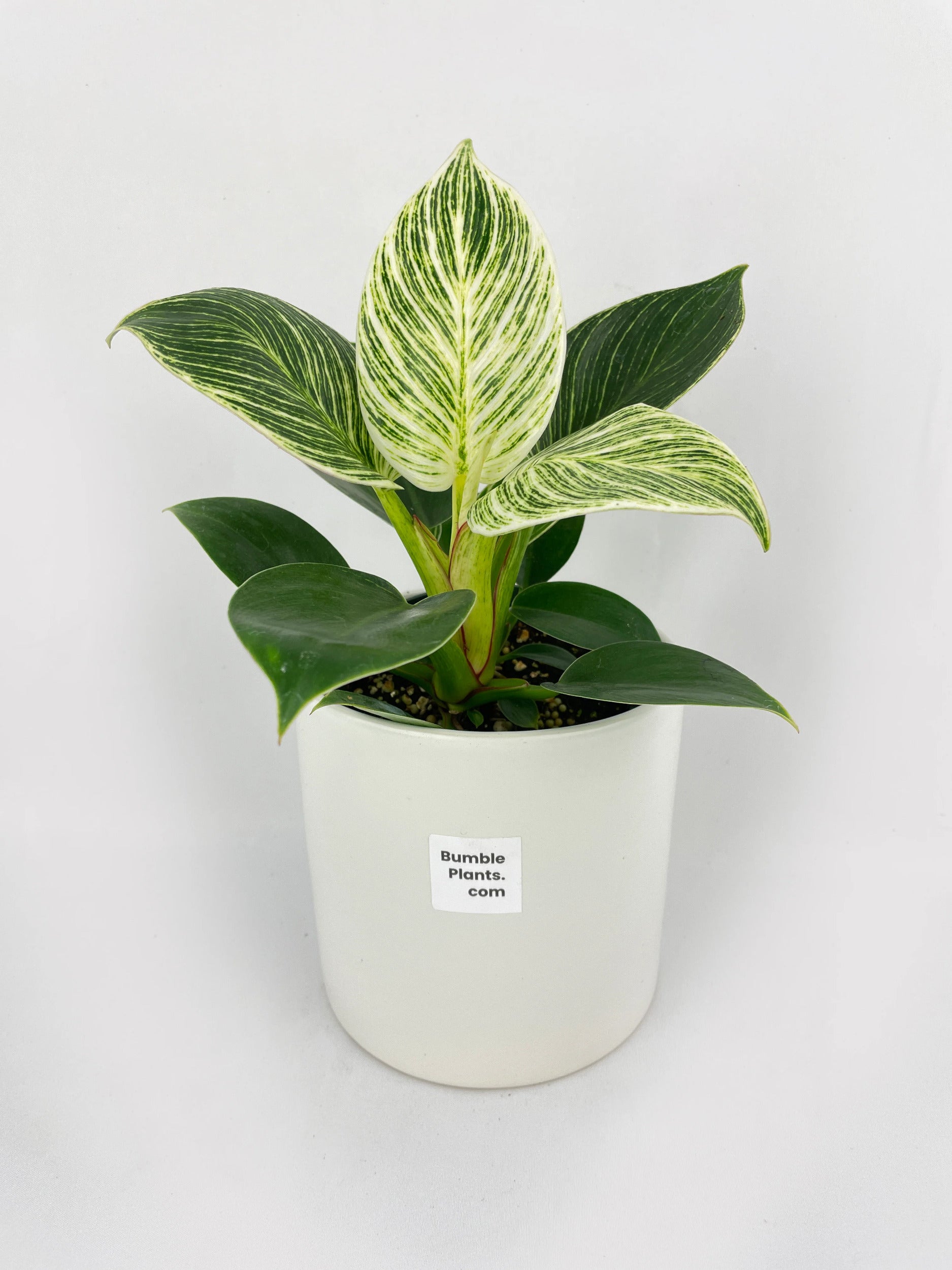 Philodendron Birkin Variegata