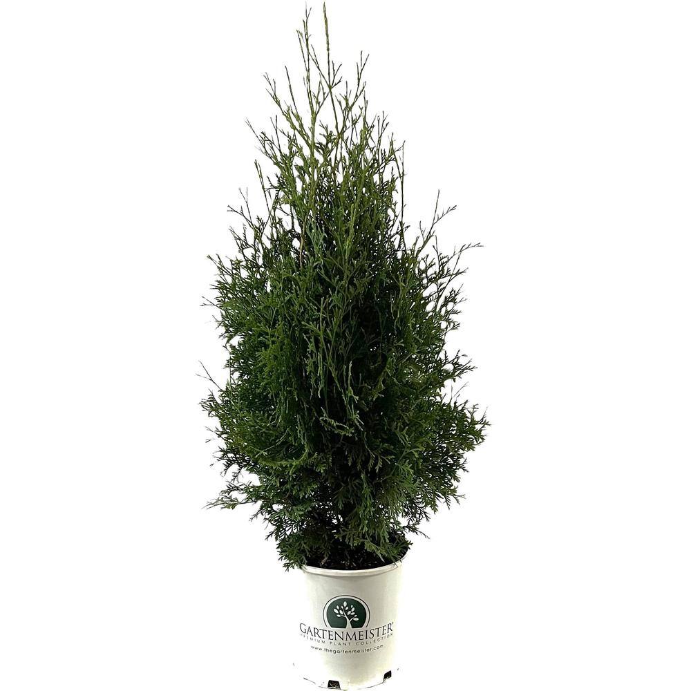 GARTENMEISTER 2 Gal. Skybound Arborvitae (Thuja) Live Shrub O88322M