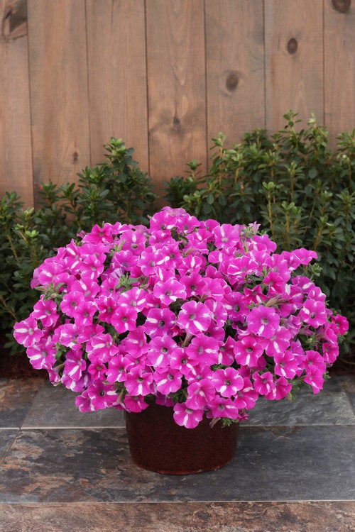 4.25 in. Eco+Grande， Supertunia Raspberry Rush (Petunia) Live Plant， Raspberry Pink and White Flowers (4-Pack)