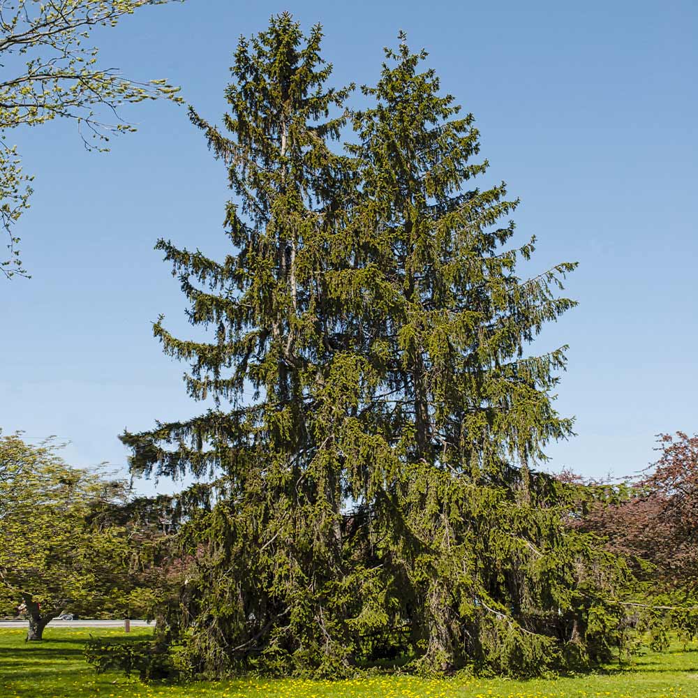 Norway Spruce Tree