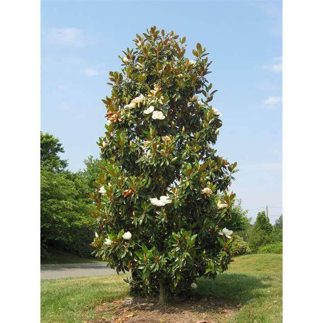 7 Gal. Kay Parris Southern Magnolia Evergreen Tree MAGKAY07G