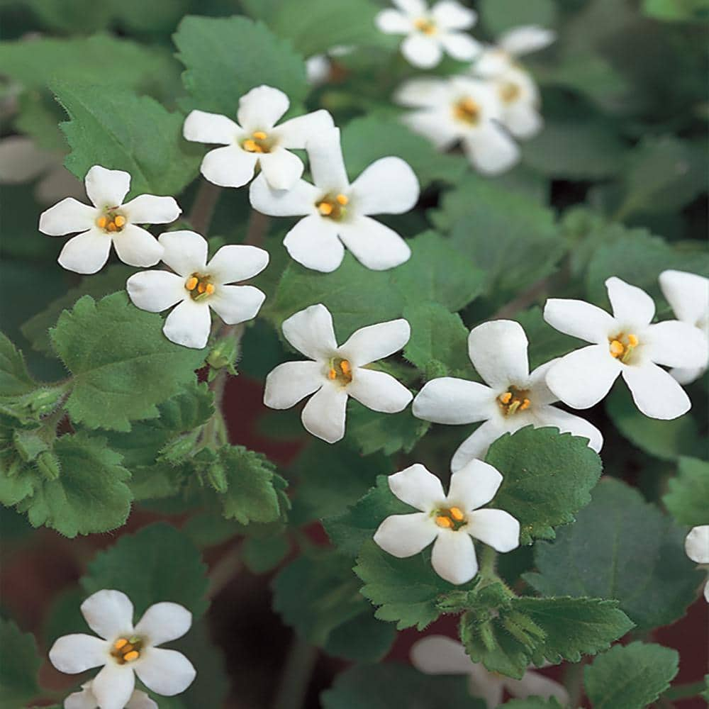 10.75 in. White Bacopa Hanging Basket 3161