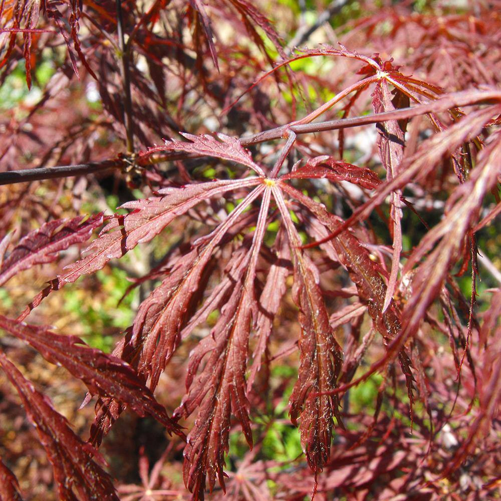 5 gal. Tamukeyama Japanese Red Maple Deciduous Tree MAPJTA05G