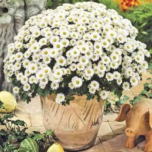 Pure Beauty Farms 2.5 Qt. Mum Chrysanthemum Plant White Flowers in 6.33 In. Grower's Pot (2-Plants) DC1GMUMWHI2