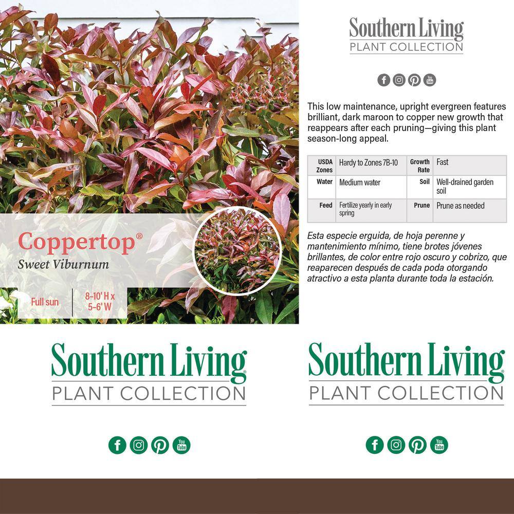 SOUTHERN LIVING 2 Gal. Copper Top Viburnum Shrub with Red to Green Foliage 17216