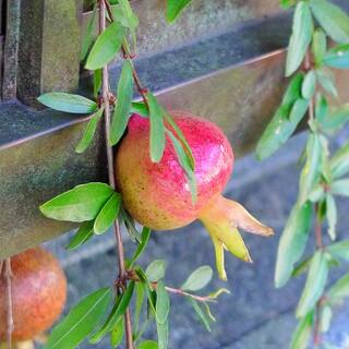 5 Gal. pot Wonderful Pomegranate Tree POMWON05G