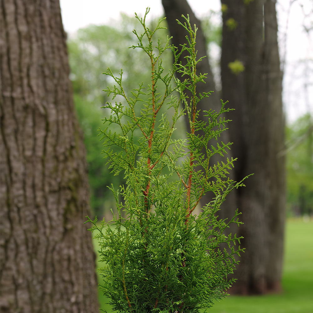 Sugar and Spice™ Thuja