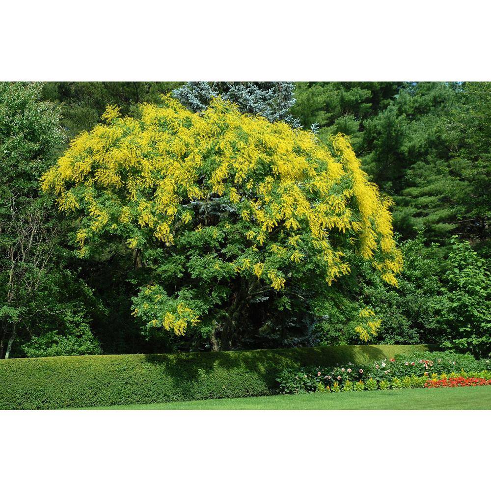 Wekiva Foliage 3 Gal. Golden Rain Tree Live Plant in a Pot Koelreuteria Paniculata Beautiful Flowering Tree Patio Garden 2P-HHSB-0J4R