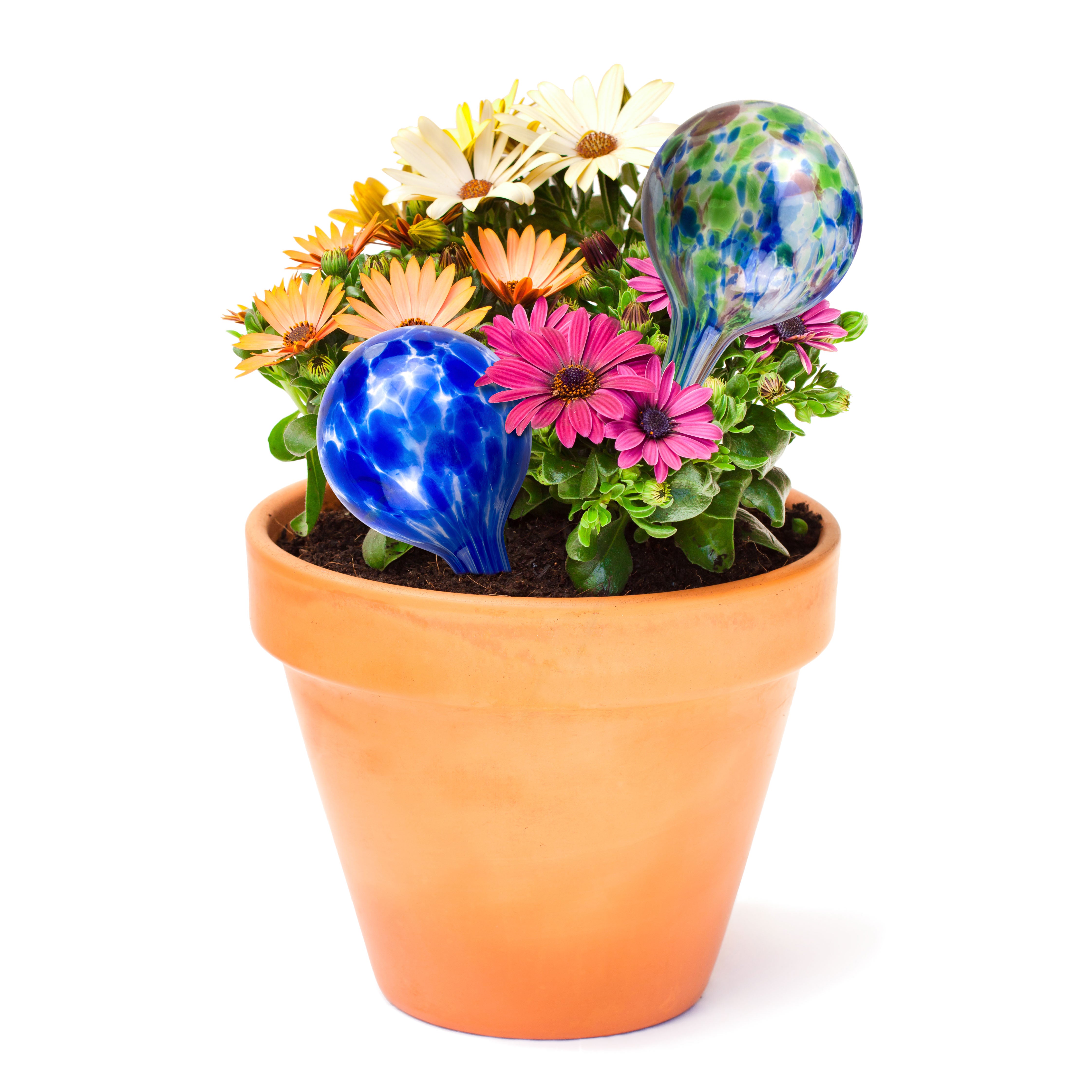 Aqua Globes For Plants - Aqua Plant Watering Globes 2 Pack