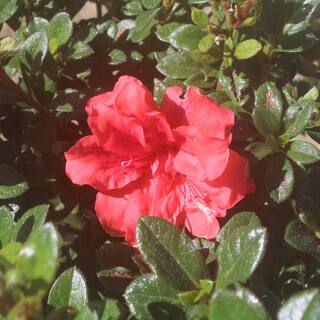 Red Ruffles Azalea Shrub in 1 Gal. Grower's Pot THD00009