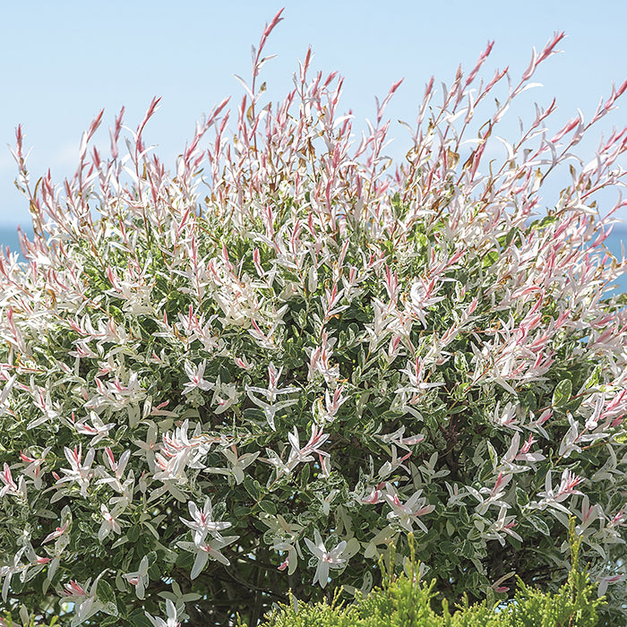 Hakuro-Nishiki Willow Tree