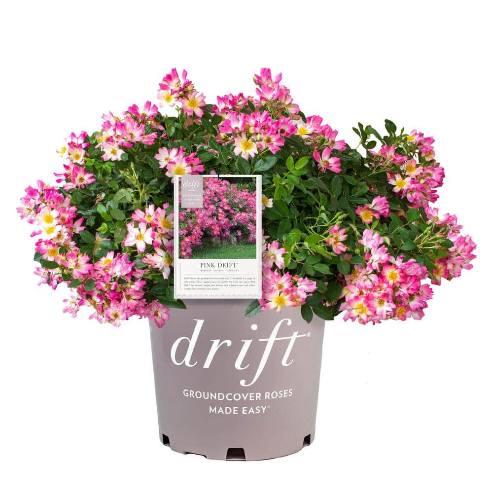 Drift 2 Gal. Pink Drift Rose Bush with Pink Flowers 13196