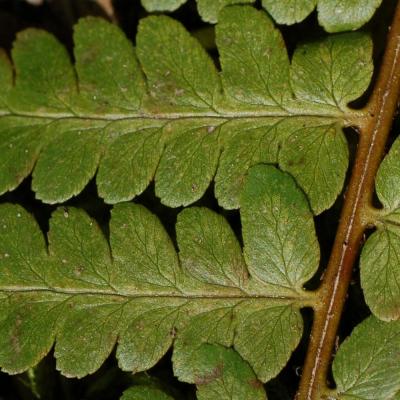 Classy Groundcovers - Dryopteris ludoviciana Aspidium ludovicianum， Dryopteris  floridana， Nephrodium floridanum {25 Pots - 3 1/2 inch Square}