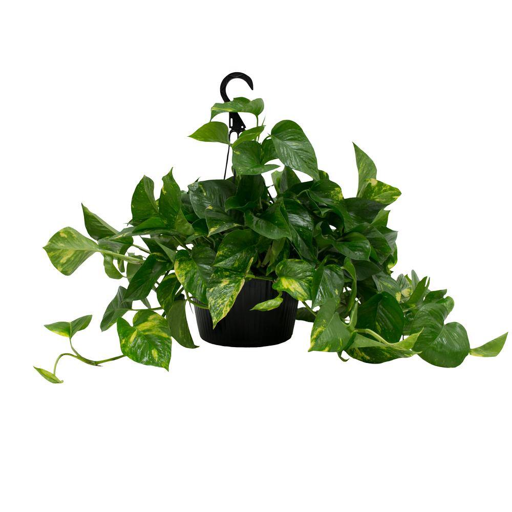 Costa Farms 10 in. Pothos Plant in Hanging Basket L-EPI-G-HGP-01