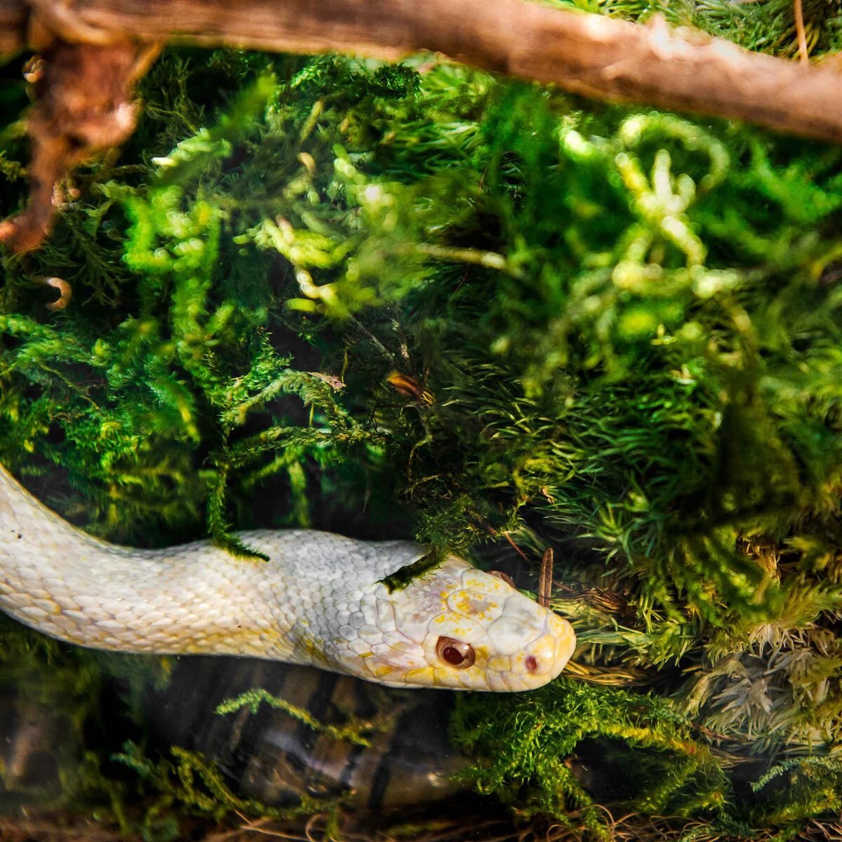 Galapagos Sphagnum Reptile， Amphibian and Insect Terrarium Moss