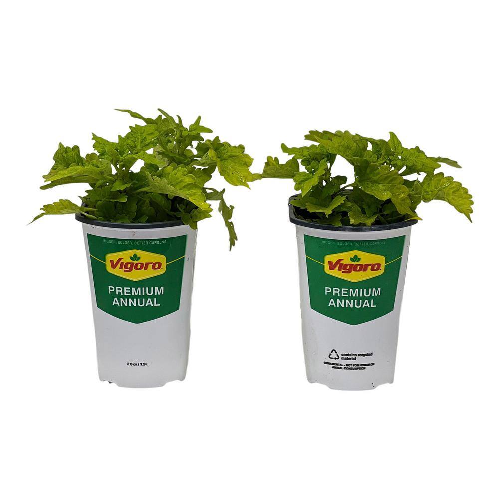 Vigoro 2.5 Qt. Coleus Golden Lace in 6.33 in. Grower's Pot (2-Plants) DC1GCOLGOLLACE2