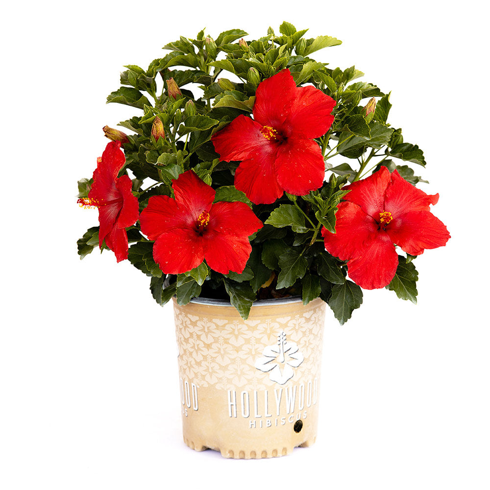 First to Arrive™ Hollywood® Hibiscus