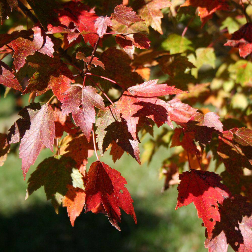 7 Gal. Sun Valley Maple Shade Tree MAPSVA07G