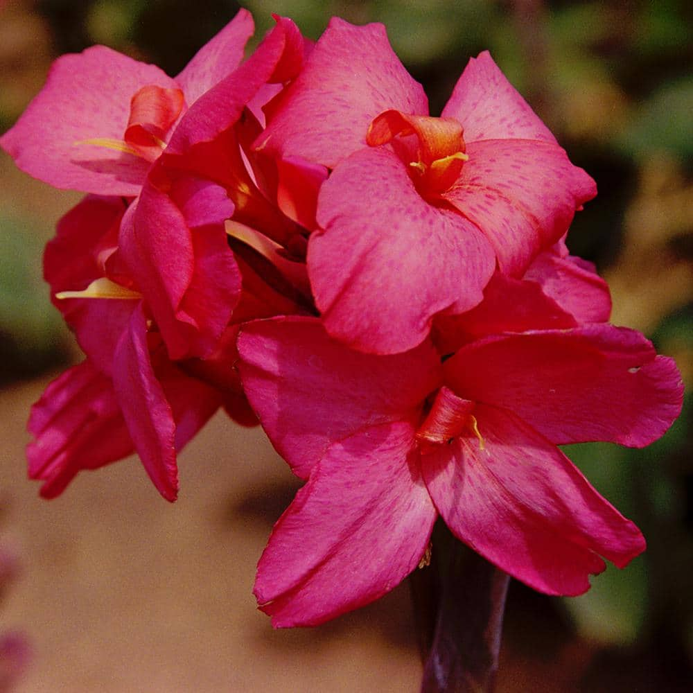 VAN ZYVERDEN Cannas Dwarf Pink Futurity Bulbs (Set of 6) 830481