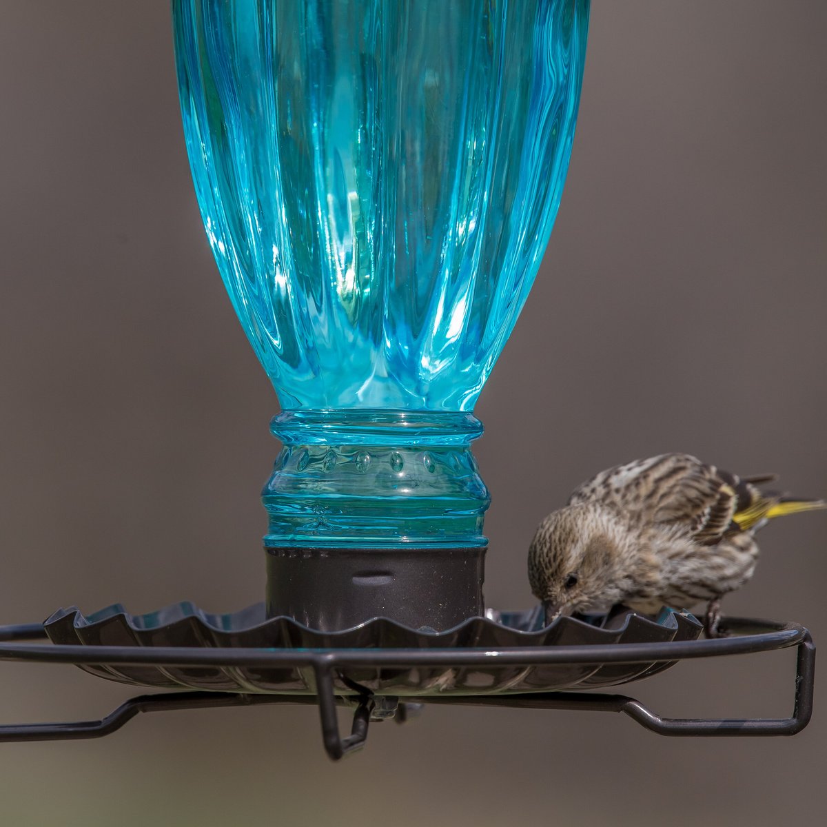 Perky-Pet Daisy Vase Vintage Bird Waterer