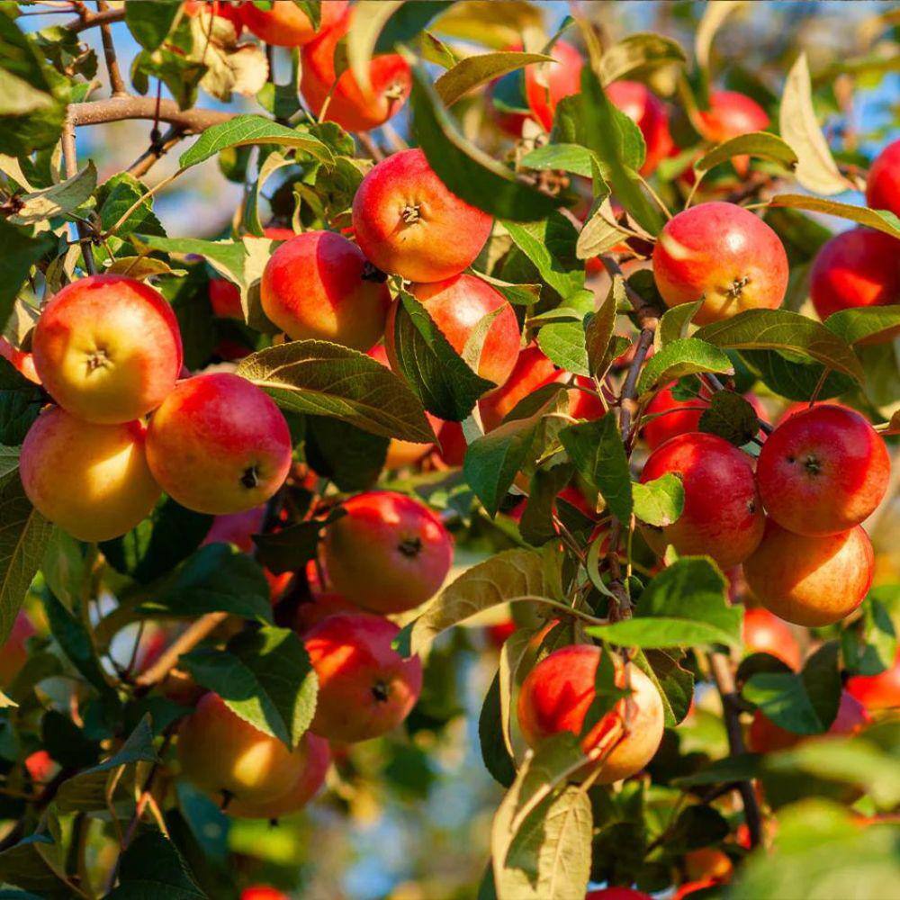 1 gal. Winesap Apple Tree APPWIN01G