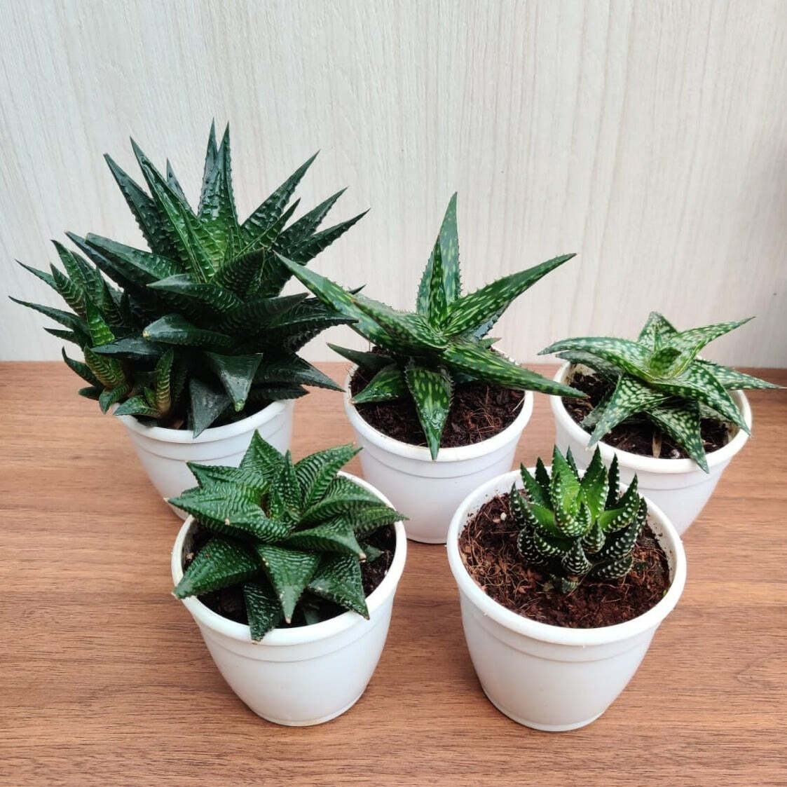 Small Aloe Succulents Plants, (Qty: 5 Small Succulent Aloe)