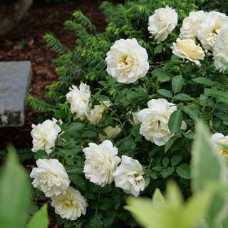 PROVEN WINNERS 4.5 in. Quart Reminiscent Crema Rose (Rosa) Live Plant Shrub White Flowers ROSPRC2217800