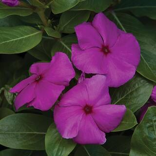 1.38-Pint Purple Periwinkle Plant 10751