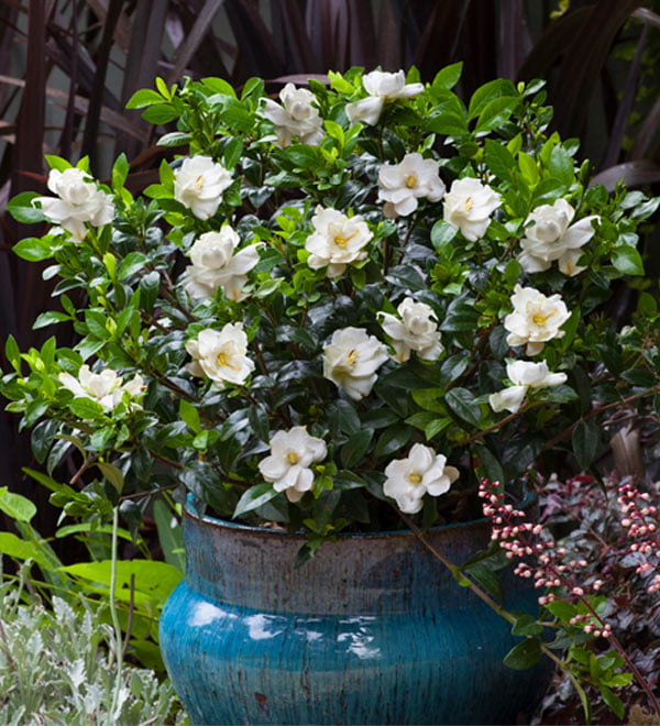 Jubilation Gardenia (2.5 Quart) Flowering Evergreen Shrub with Fragrant White Blooms - Full Sun to Part Shade Live Outdoor Plant / Bush - Southern Living Plant Collection