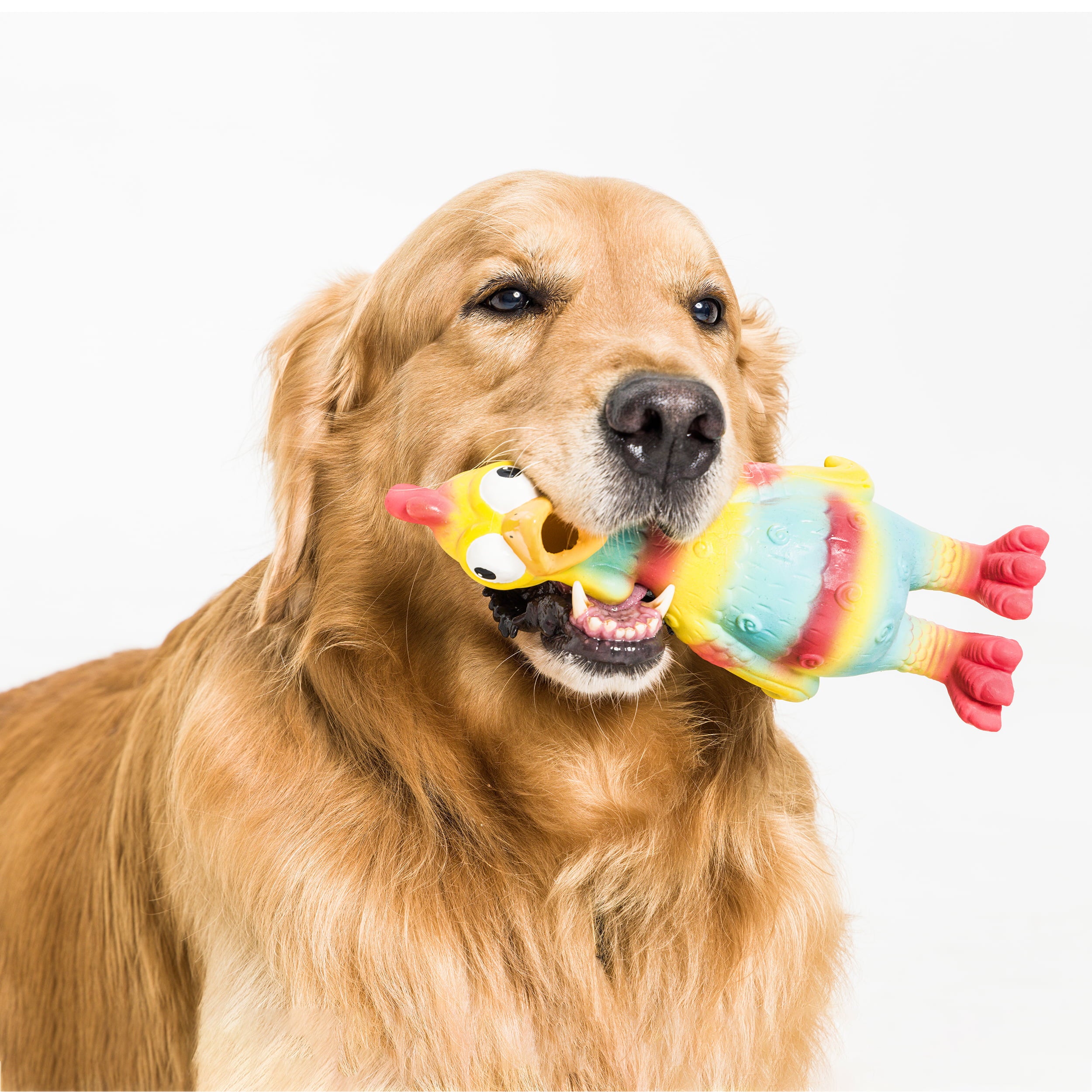 Vibrant Life Playful Buddy Tie Dye Chicken Dog Toy， Chew Level 2， with Squeaker.