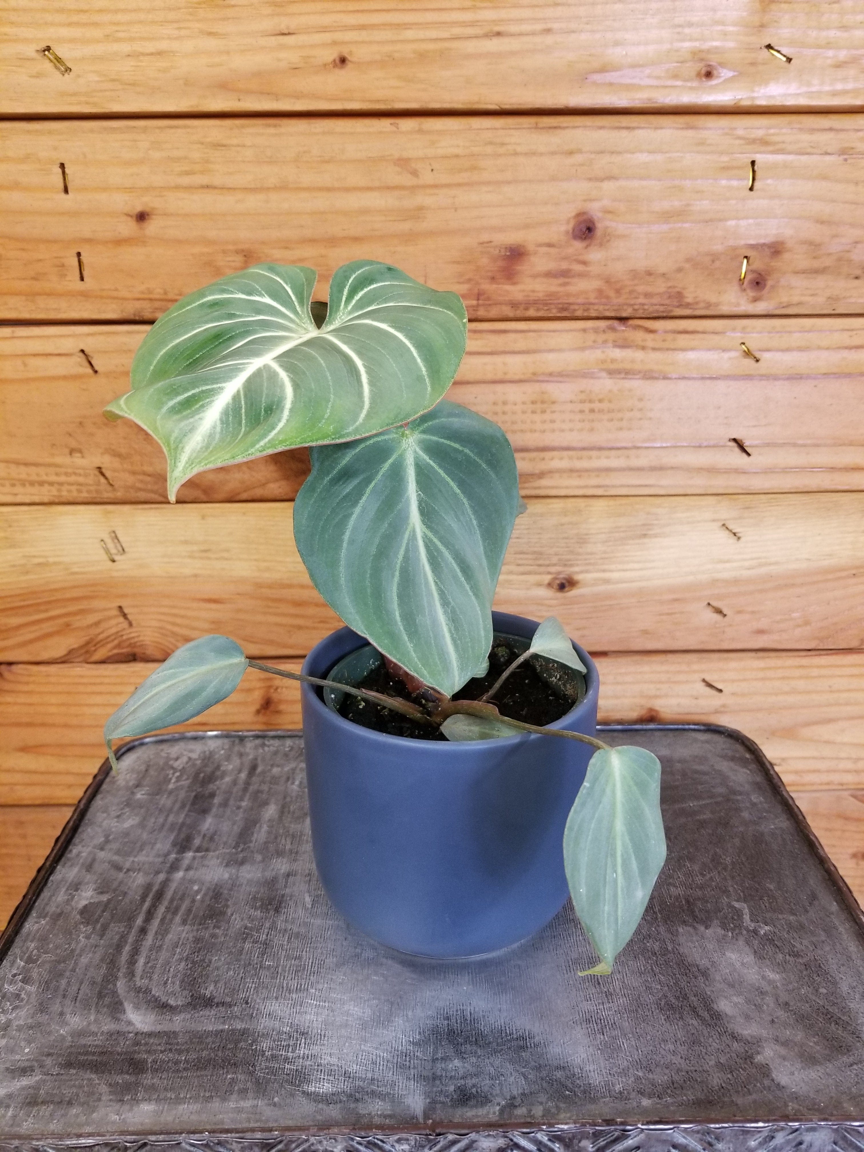 Philodendron Gloriosum Dark form， 4