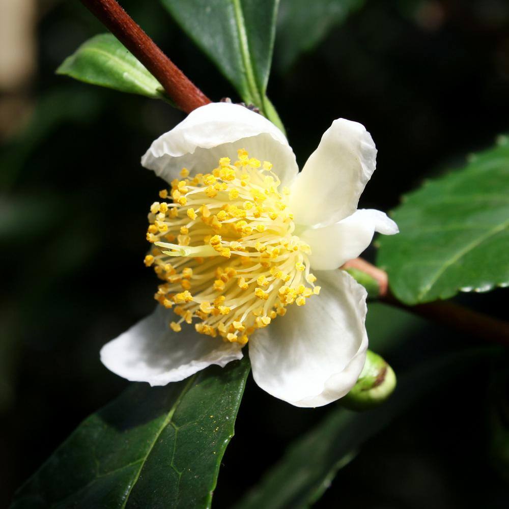 national PLANT NETWORK 3 gal. Camellia Sinensis Green Tea Shrub with White Flowers HD1668