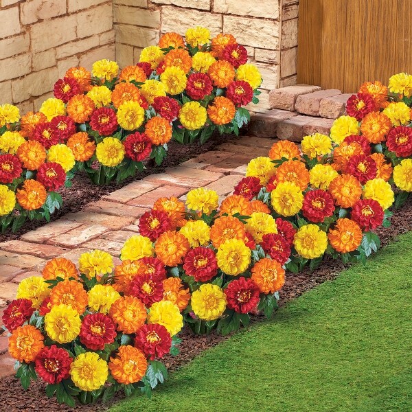 Marigold Mixed Arrangement Bushes