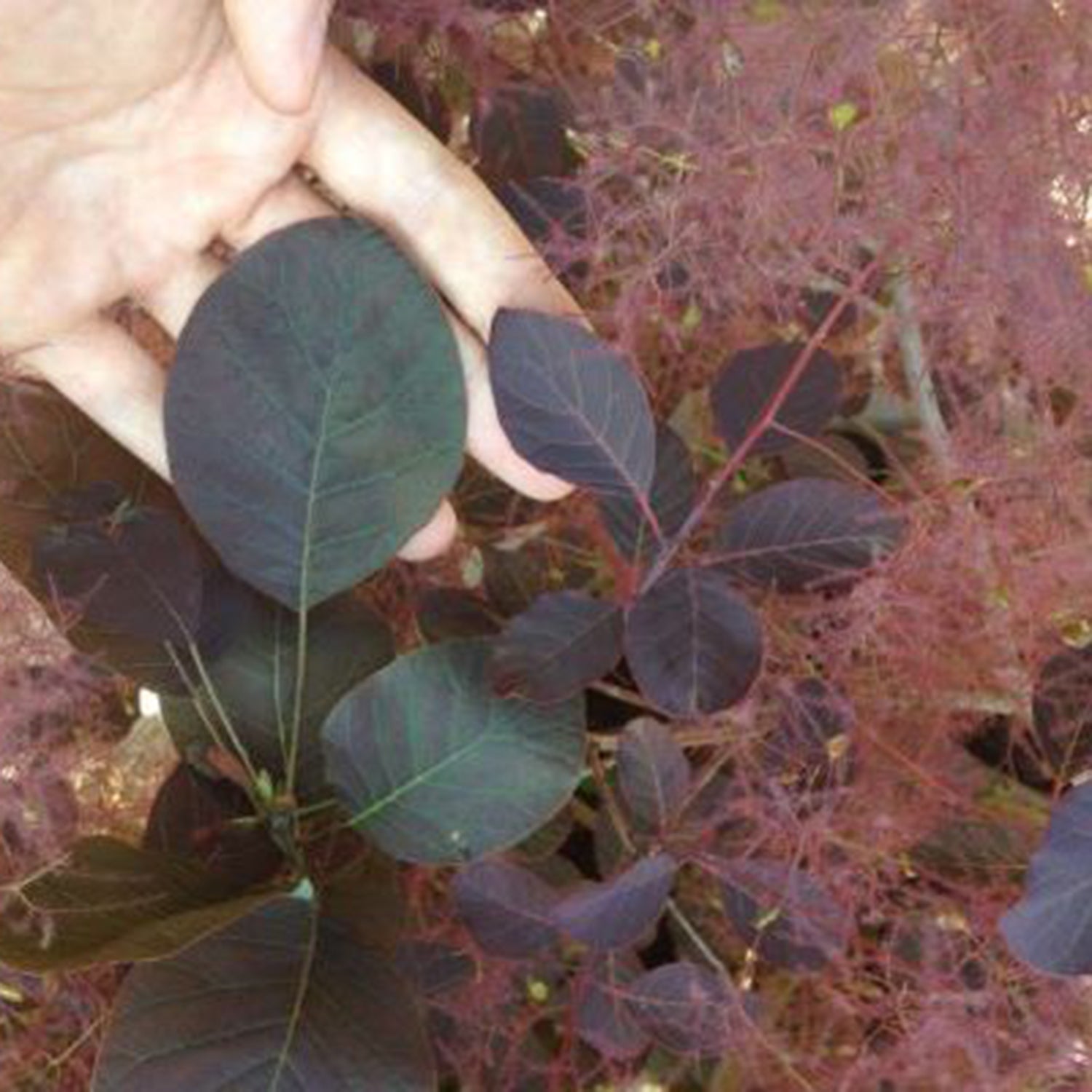 Dusky Maiden Smoketree (Cotinus)， Deciduous Bare Root Starter Flowering Shrub (1-Pack)