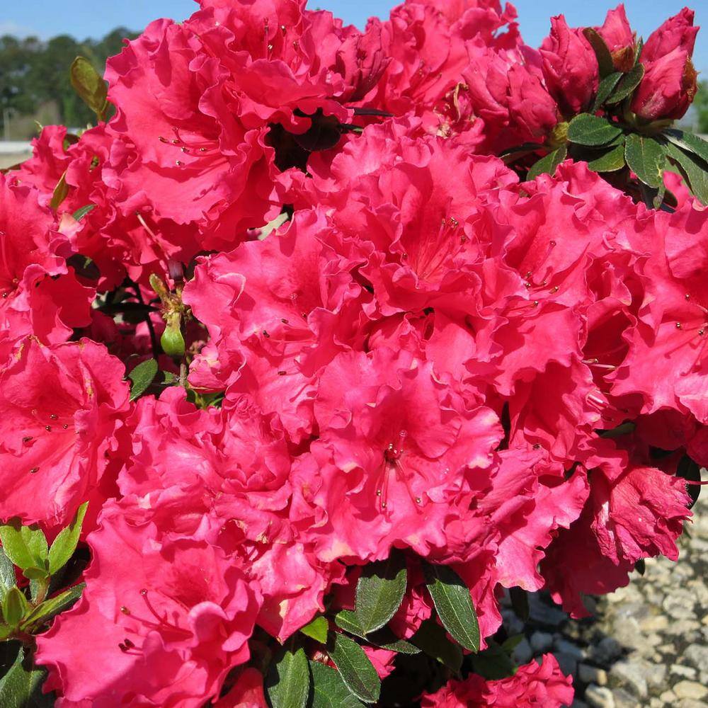 Red Ruffles Azalea Shrub in 1 Gal. Grower's Pot THD00009