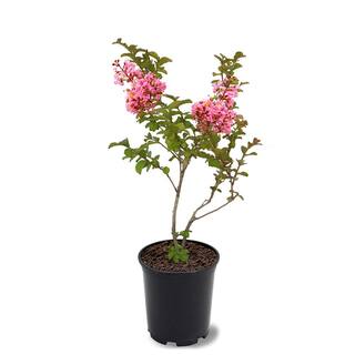 1 Gal. Coral Pink Sioux Crape Myrtle Tree CRMSIO01G